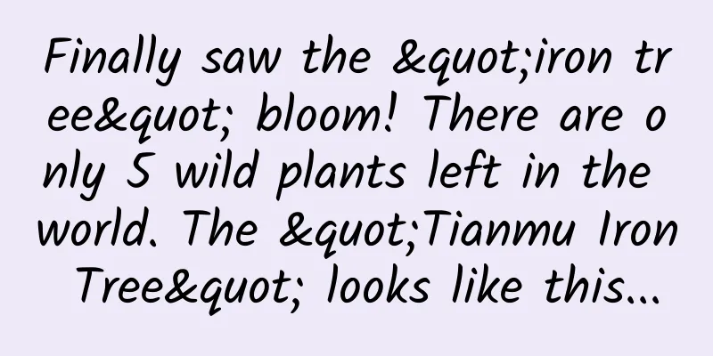 Finally saw the "iron tree" bloom! There are only 5 wild plants left in the world. The "Tianmu Iron Tree" looks like this...