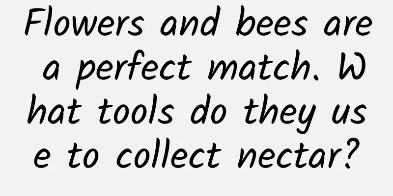 Flowers and bees are a perfect match. What tools do they use to collect nectar?
