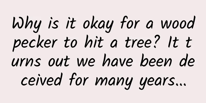 Why is it okay for a woodpecker to hit a tree? It turns out we have been deceived for many years...