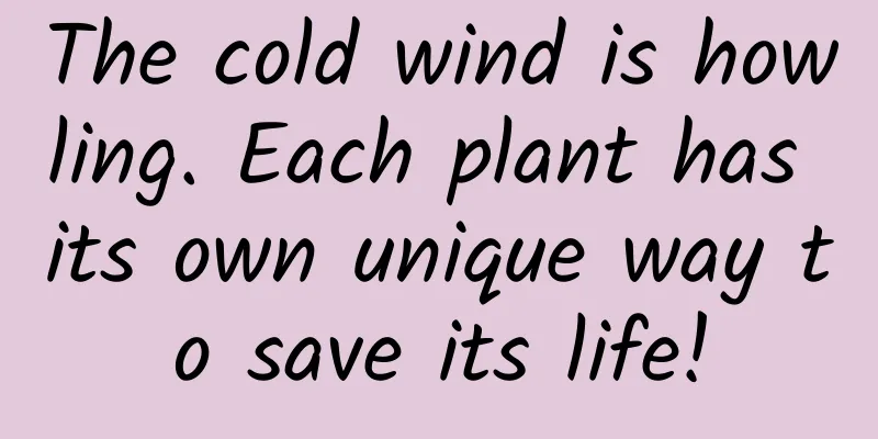The cold wind is howling. Each plant has its own unique way to save its life!
