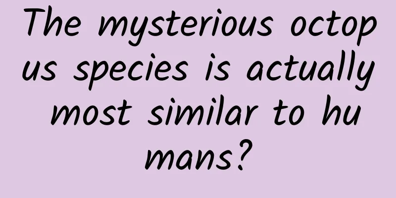 The mysterious octopus species is actually most similar to humans?