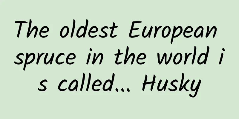 The oldest European spruce in the world is called... Husky