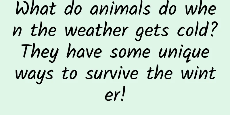 What do animals do when the weather gets cold? They have some unique ways to survive the winter!