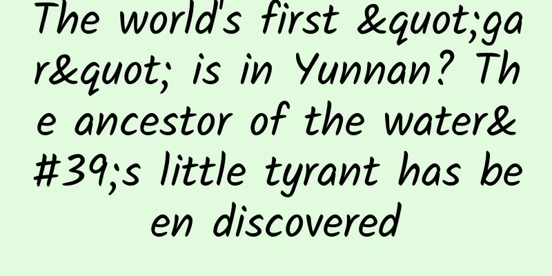 The world's first "gar" is in Yunnan? The ancestor of the water's little tyrant has been discovered