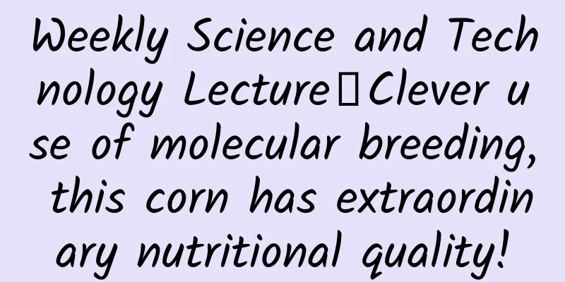 Weekly Science and Technology Lecture丨Clever use of molecular breeding, this corn has extraordinary nutritional quality!