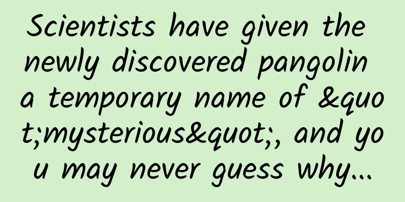 Scientists have given the newly discovered pangolin a temporary name of "mysterious", and you may never guess why...