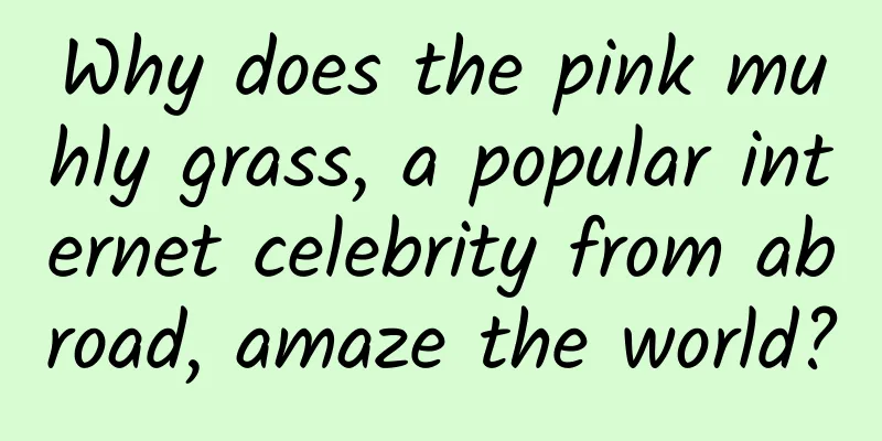 Why does the pink muhly grass, a popular internet celebrity from abroad, amaze the world?