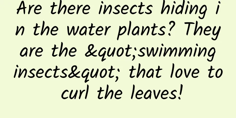 Are there insects hiding in the water plants? They are the "swimming insects" that love to curl the leaves!