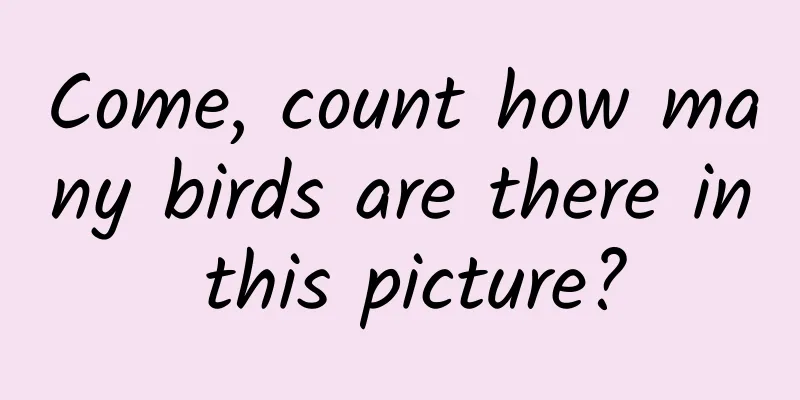 Come, count how many birds are there in this picture?