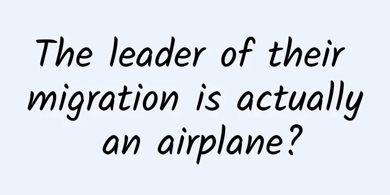 The leader of their migration is actually an airplane?