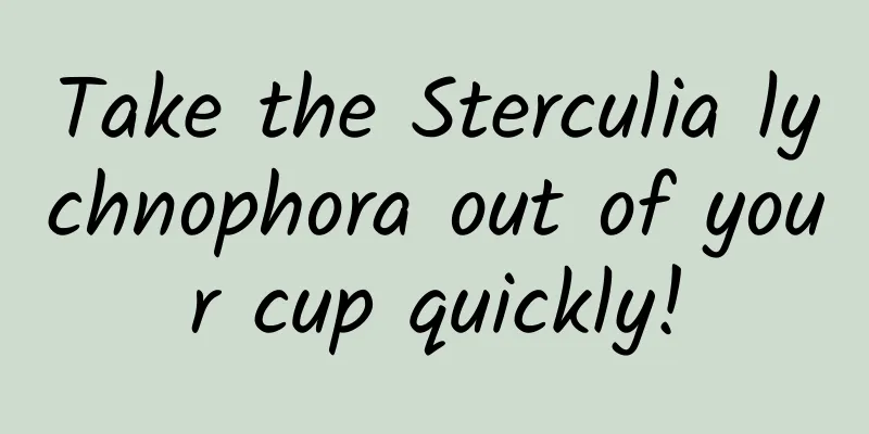 Take the Sterculia lychnophora out of your cup quickly!