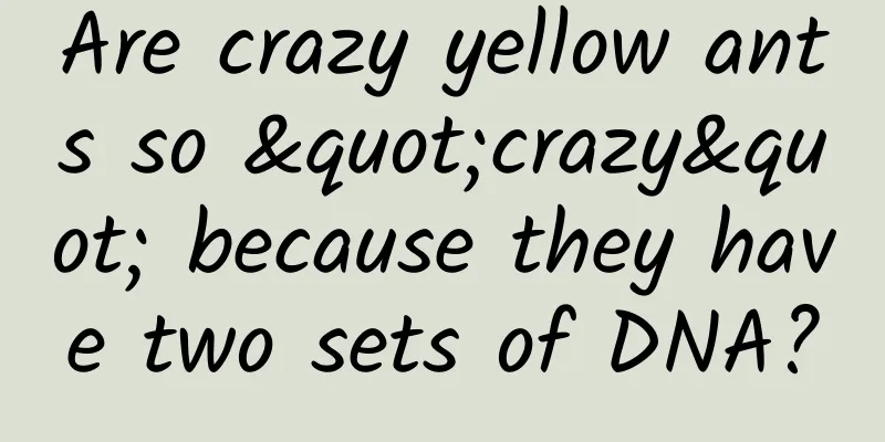Are crazy yellow ants so "crazy" because they have two sets of DNA?