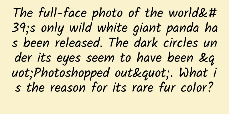 The full-face photo of the world's only wild white giant panda has been released. The dark circles under its eyes seem to have been "Photoshopped out". What is the reason for its rare fur color?