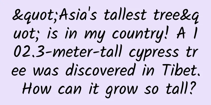 "Asia's tallest tree" is in my country! A 102.3-meter-tall cypress tree was discovered in Tibet. How can it grow so tall?