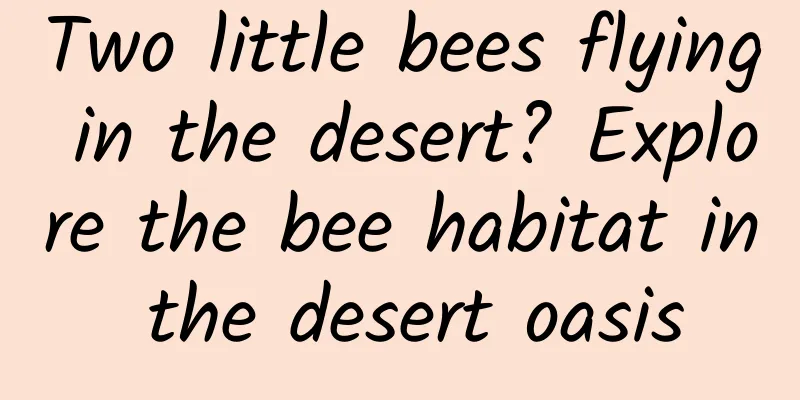 Two little bees flying in the desert? Explore the bee habitat in the desert oasis