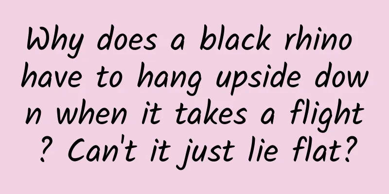 Why does a black rhino have to hang upside down when it takes a flight? Can't it just lie flat?