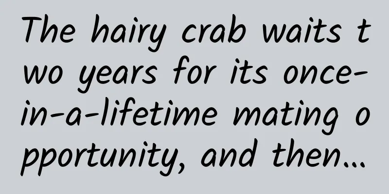 The hairy crab waits two years for its once-in-a-lifetime mating opportunity, and then…