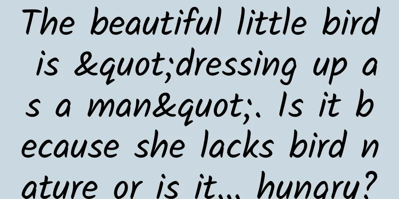 The beautiful little bird is "dressing up as a man". Is it because she lacks bird nature or is it... hungry?