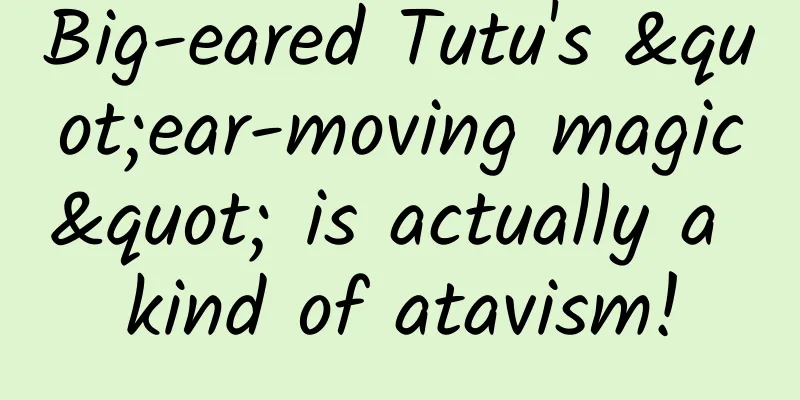 Big-eared Tutu's "ear-moving magic" is actually a kind of atavism!