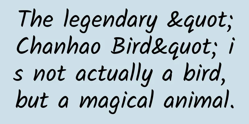 The legendary "Chanhao Bird" is not actually a bird, but a magical animal.