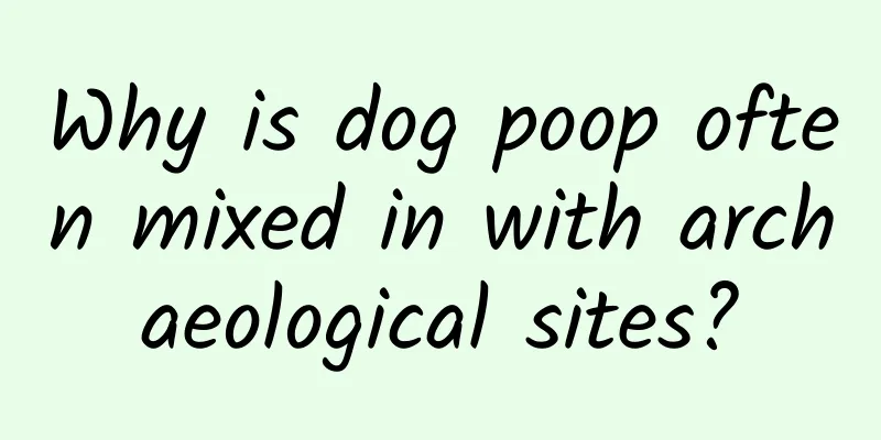 Why is dog poop often mixed in with archaeological sites?