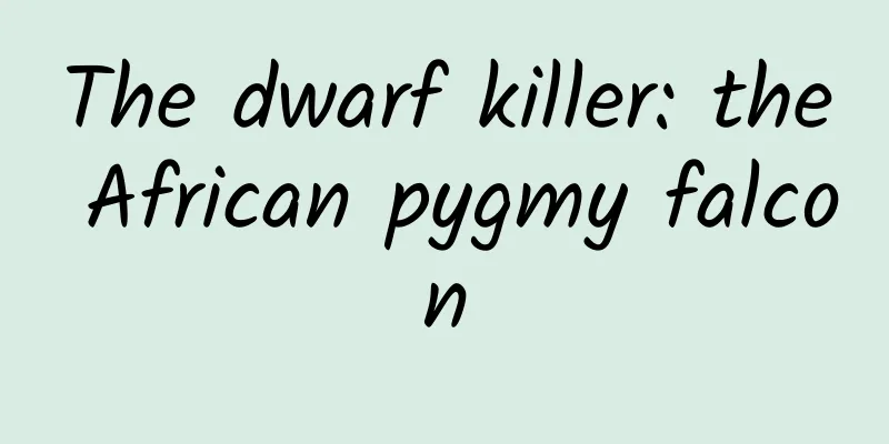 The dwarf killer: the African pygmy falcon