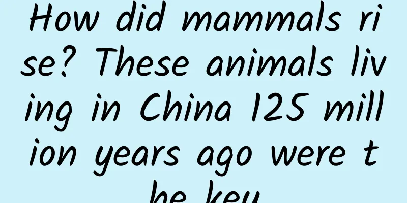 How did mammals rise? These animals living in China 125 million years ago were the key