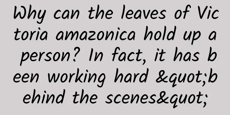 Why can the leaves of Victoria amazonica hold up a person? In fact, it has been working hard "behind the scenes"