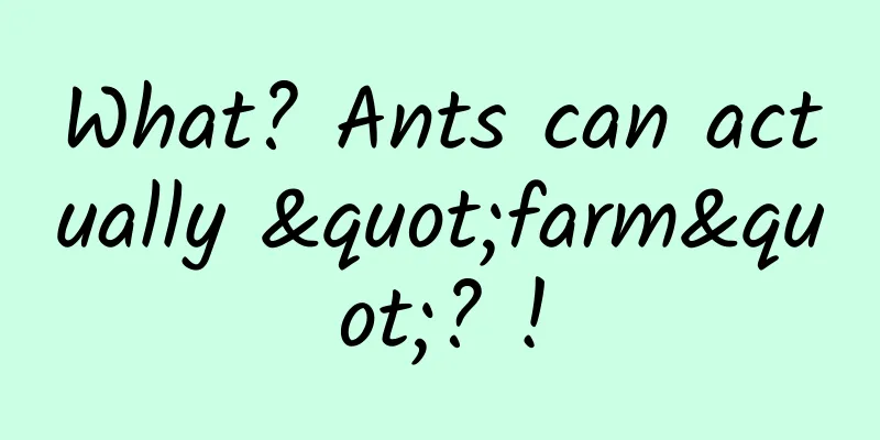 What? Ants can actually "farm"? !