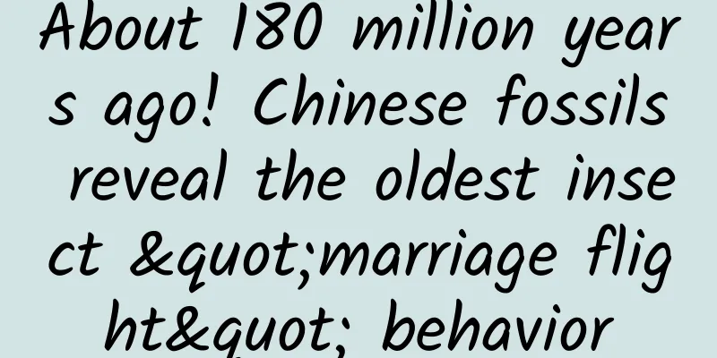 About 180 million years ago! Chinese fossils reveal the oldest insect "marriage flight" behavior