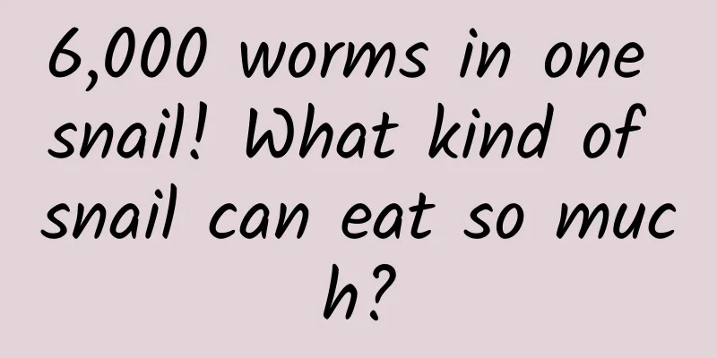 6,000 worms in one snail! What kind of snail can eat so much?