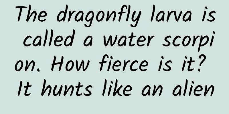 The dragonfly larva is called a water scorpion. How fierce is it? It hunts like an alien