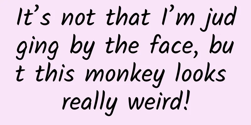 It’s not that I’m judging by the face, but this monkey looks really weird!