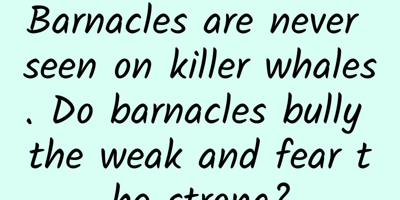 Barnacles are never seen on killer whales. Do barnacles bully the weak and fear the strong?