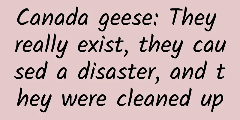 Canada geese: They really exist, they caused a disaster, and they were cleaned up