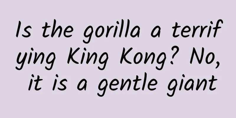 Is the gorilla a terrifying King Kong? No, it is a gentle giant