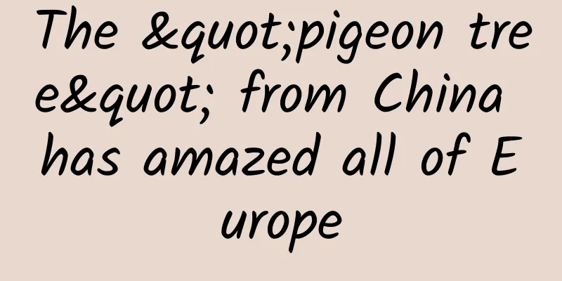 The "pigeon tree" from China has amazed all of Europe