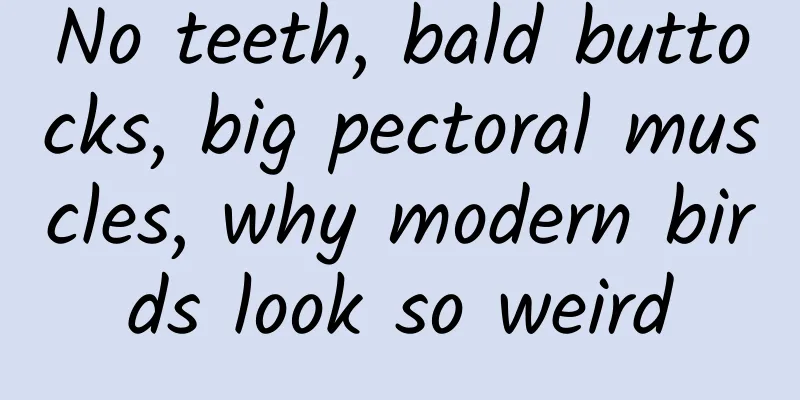 No teeth, bald buttocks, big pectoral muscles, why modern birds look so weird