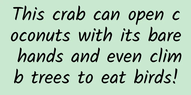 This crab can open coconuts with its bare hands and even climb trees to eat birds!